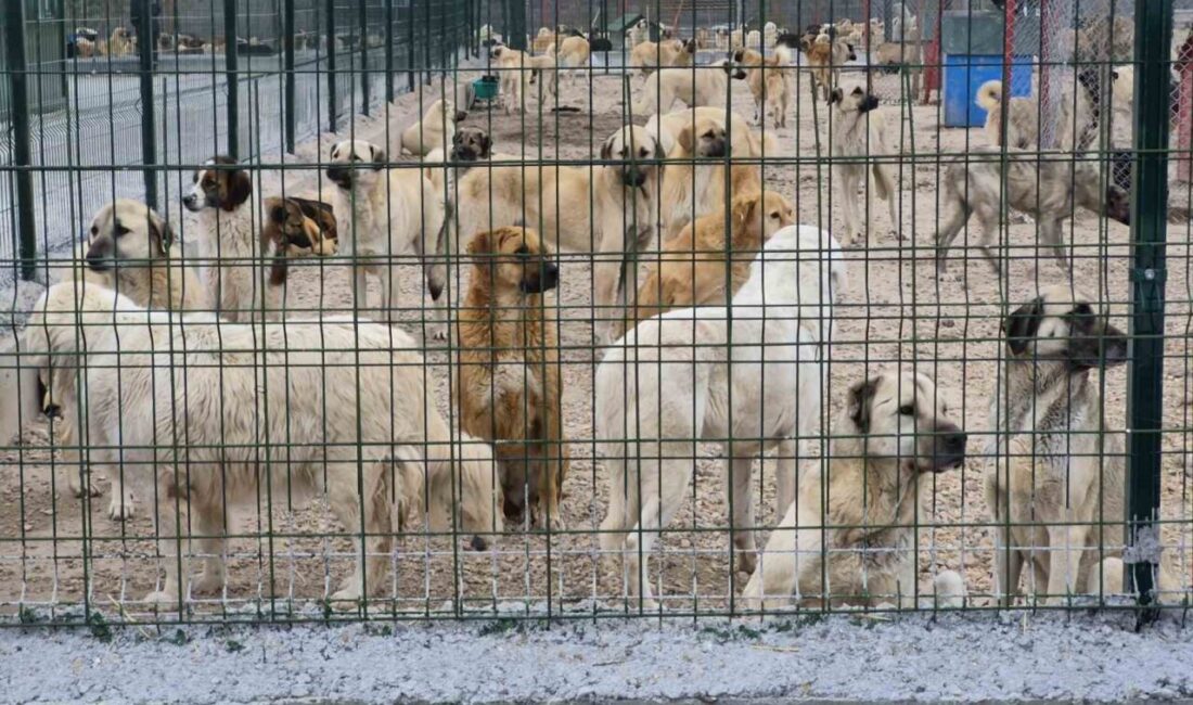Eskişehir Büyükşehir Belediyesi’ne ait barınakta aç ve susuz bırakılan köpeklerin