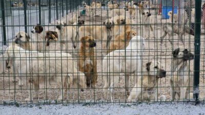 Eskişehir Büyükşehir Belediyesi’ne ait barınakta aç ve susuz bırakılan köpeklerin