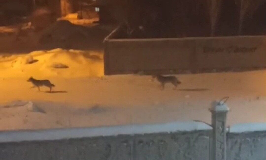 Van’ın Başkale ilçesinde aç kalan kurtlar gece saatlerinde ilçe merkezine