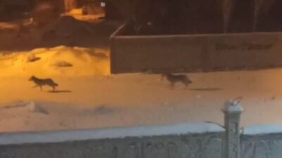 Van’ın Başkale ilçesinde aç kalan kurtlar gece saatlerinde ilçe merkezine