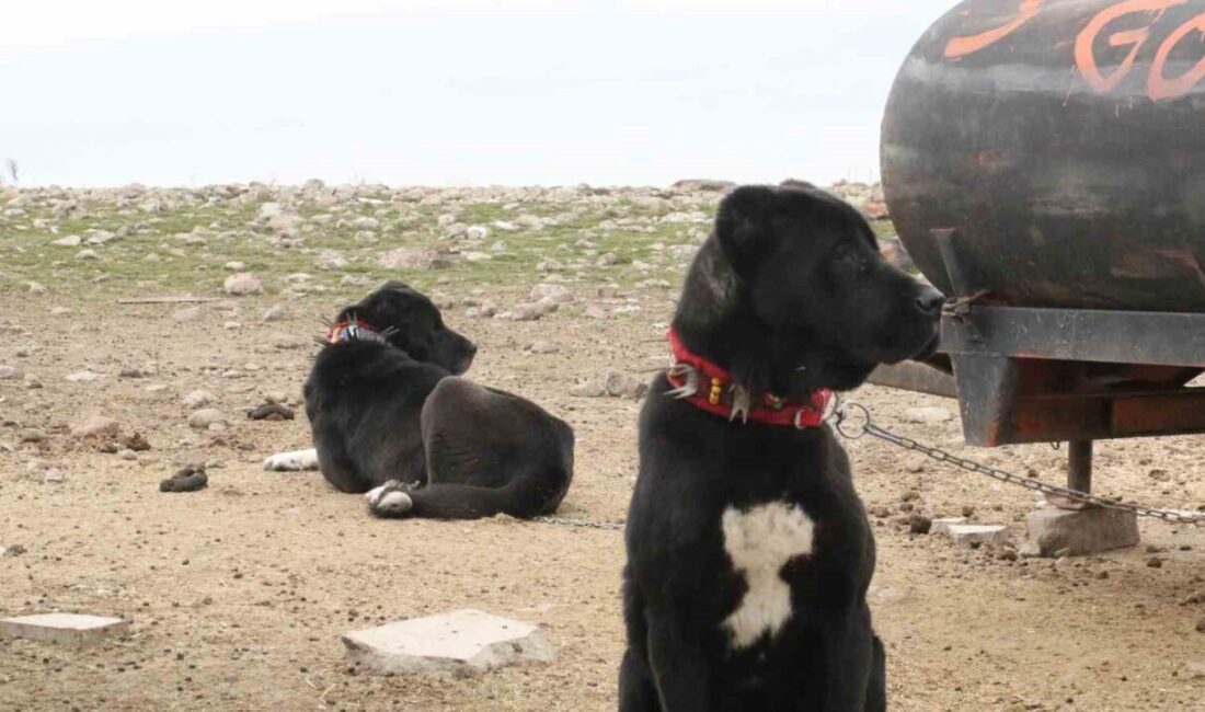 Ankara’nın Haymana ilçesinde yetiştirilen ‘Haymana Karası’, güçlü yapıları ve koruma