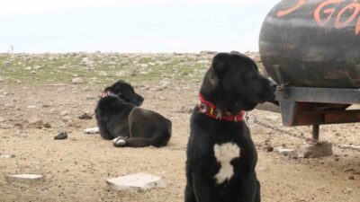 Ankara’nın Haymana ilçesinde yetiştirilen ‘Haymana Karası’, güçlü yapıları ve koruma
