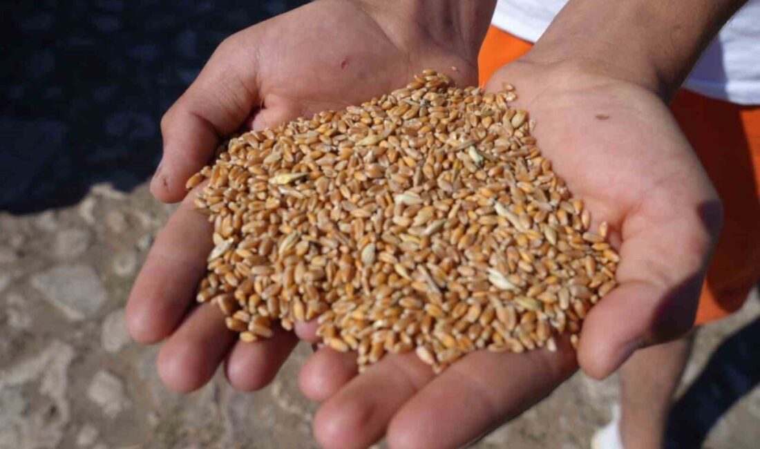 Bayburt’ta hayvancılığın desteklenmesi ve üreticilerin girdi maliyetlerinin azaltılması amacıyla ’Bayburt