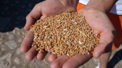 Bayburt’ta hayvancılığın desteklenmesi ve üreticilerin girdi maliyetlerinin azaltılması amacıyla ’Bayburt