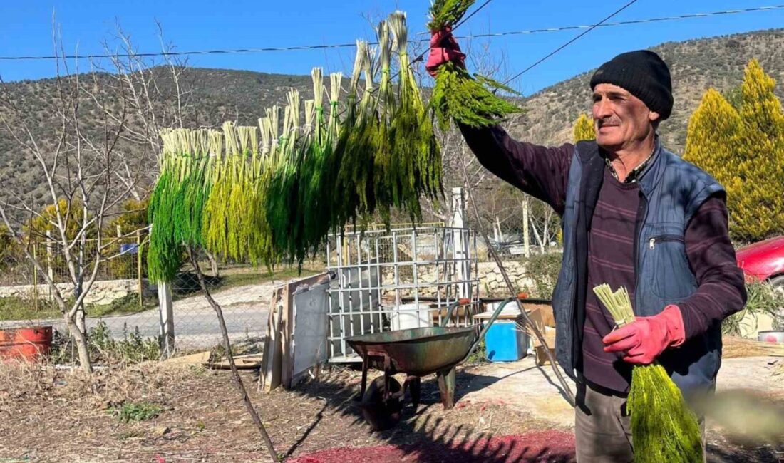 İzmir’in çiçek üretimiyle öne çıkan ilçesi Bayındır, bu yıl 5’incisi