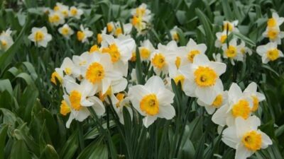 Türkiye’nin önemli çiçek üretim merkezlerinden biri olan İzmir’in Bayındır ilçesinde