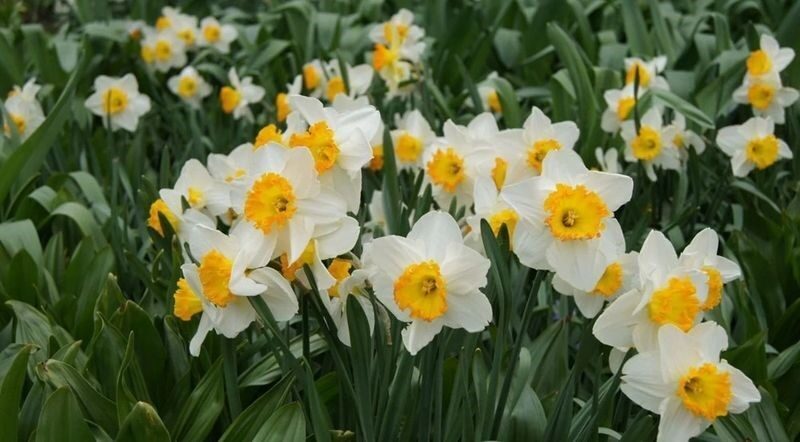 Türkiye’nin önemli çiçek üretim merkezlerinden biri olan İzmir’in Bayındır ilçesinde