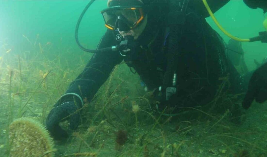 Kocaeli Büyükşehir Belediye Başkanı Tahir Büyükakın, İzmit Körfezi’ndeki ekosistem canlanmasını
