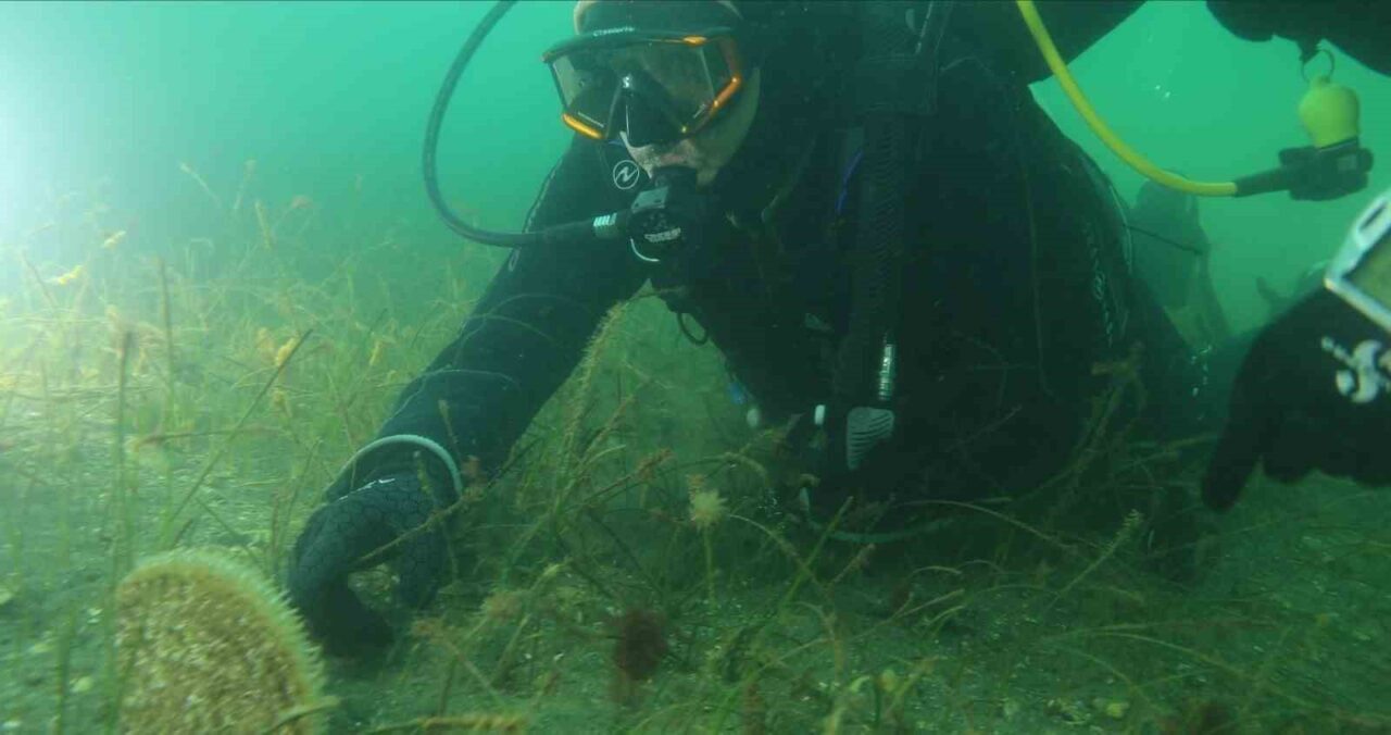 Kocaeli Büyükşehir Belediye Başkanı Tahir Büyükakın, İzmit Körfezi’ndeki ekosistem canlanmasını