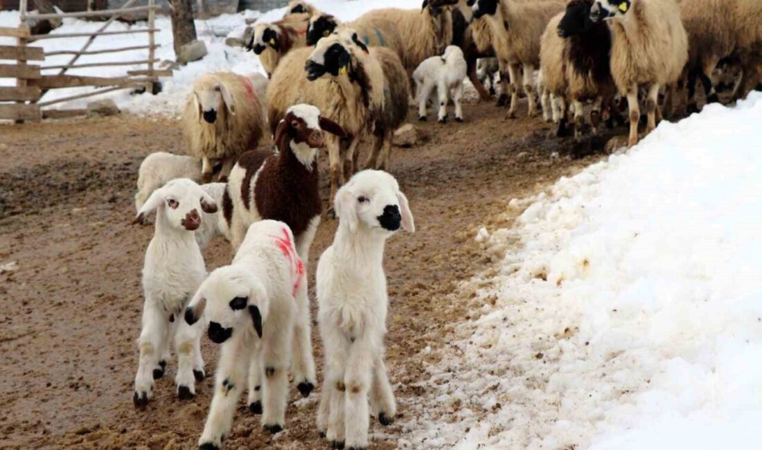 Soğuk havanın etkili olduğu Erzincan’da koyunların kuzulama dönemi, küçükbaş hayvan