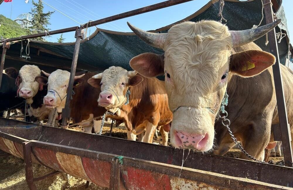 2026 yılı besilik hayvan ithalatı başvuruları, 12 Ocak Pazartesi günü