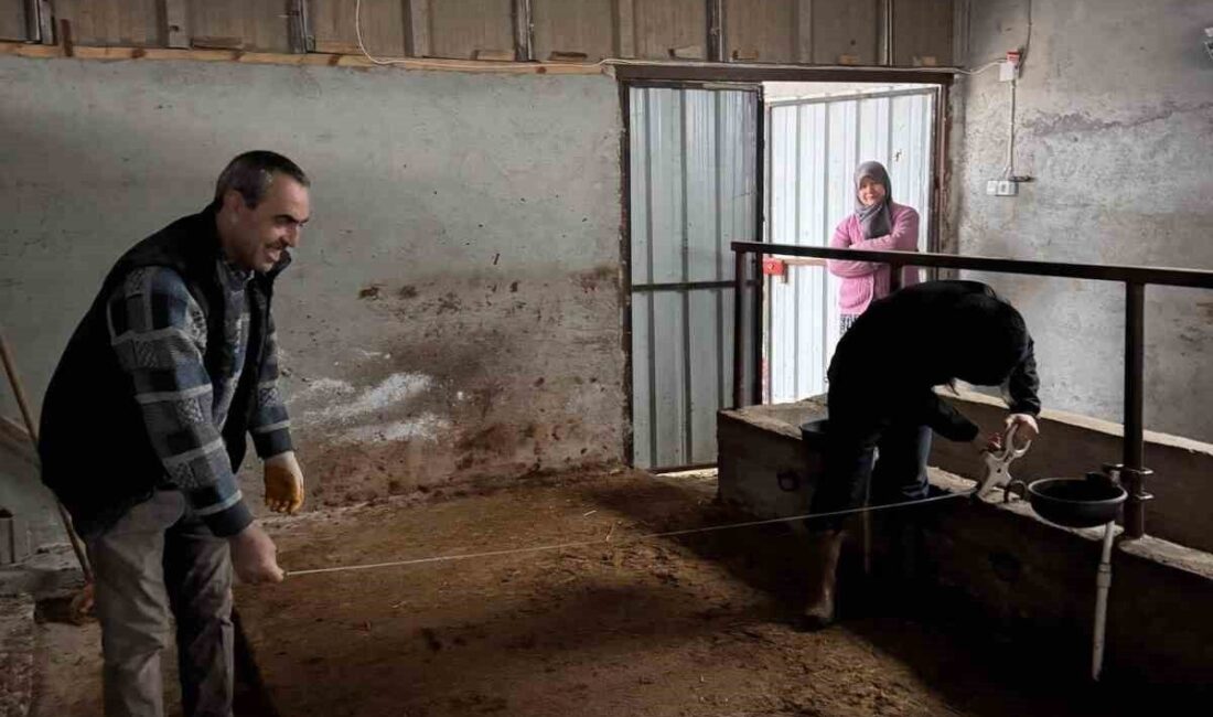 Bilecik’in Gölpazarı ilçesinde büyükbaş hayvancılık işletmelerine yönelik kapasite kontrolleri gerçekleştiriliyor.