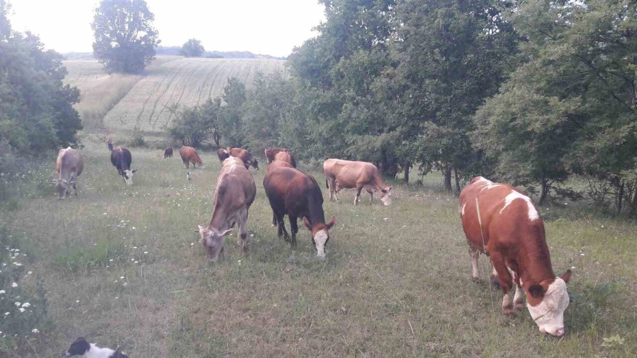 Bilecik’in Pazaryeri ilçesinde şap hastalığı tespit edilirken, hayvan giriş-çıkışları yasaklandı.