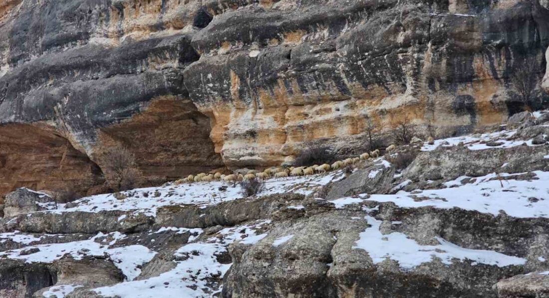 Malatya’da etkili olan yoğun kar sonrası üreticiler, hayvanlarını bin 600