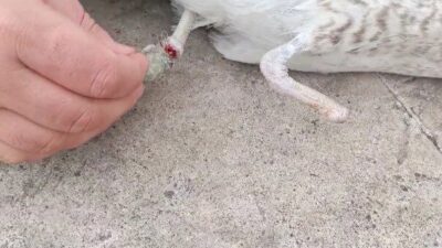 Pendik sahilinde ayağına balıkçı misinası dolanan ve diğer ayağının daha