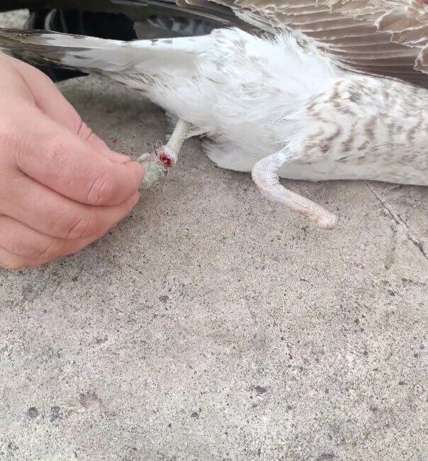 Pendik sahilinde ayağına balıkçı misinası dolanan ve diğer ayağının daha