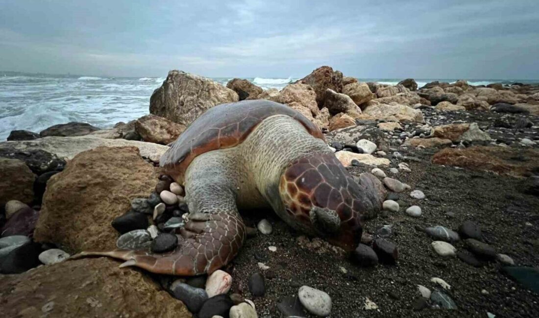 Mersin’de sahile ölmüş bir caretta caretta (İribaş deniz kaplumbağası) daha