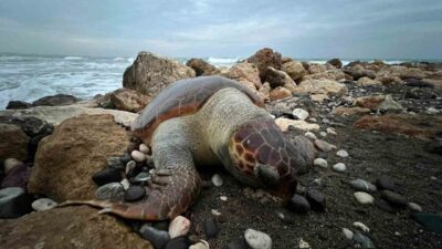 Mersin’de sahile ölmüş bir caretta caretta (İribaş deniz kaplumbağası) daha