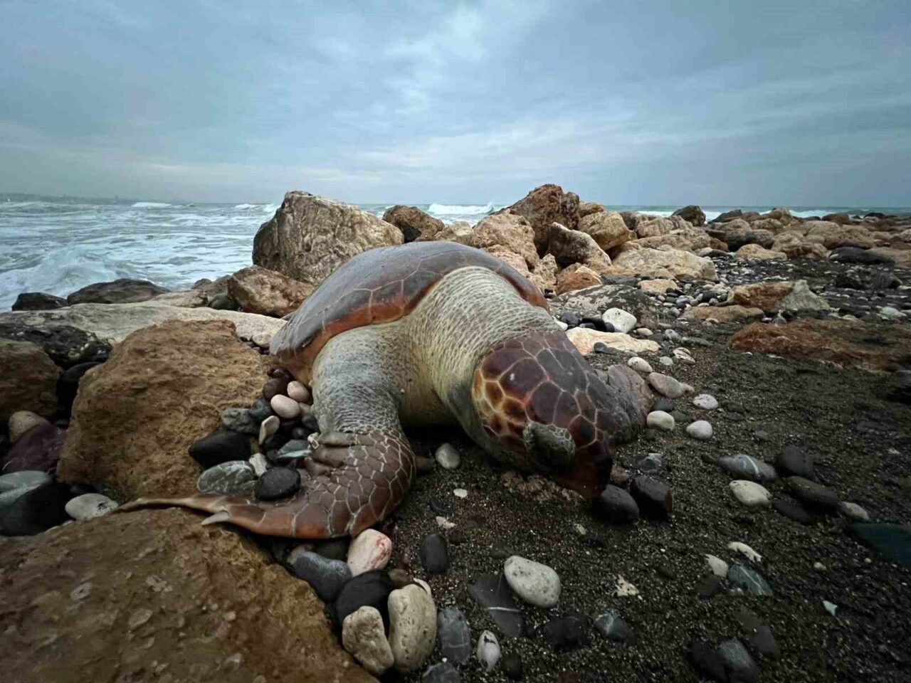 Mersin’de sahile ölmüş bir caretta caretta (İribaş deniz kaplumbağası) daha