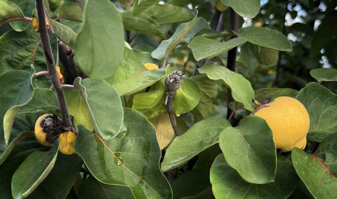 Önemli tarım kentlerinden olan Aydın’da 2025 yılı boyunca yürütülen çalışmalar