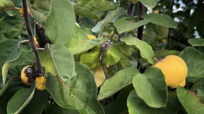 Önemli tarım kentlerinden olan Aydın’da 2025 yılı boyunca yürütülen çalışmalar