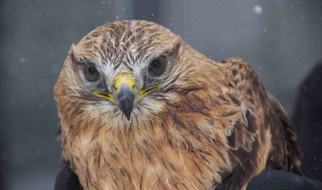 Sivas’ın Zara ilçesinde bir vatandaş dükkanının önünde uçamayan kızıl şahini