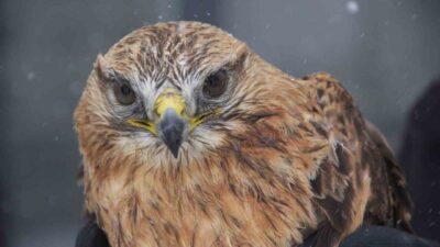 Sivas’ın Zara ilçesinde bir vatandaş dükkanının önünde uçamayan kızıl şahini