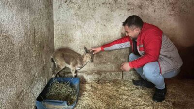 Antalya’nın Finike ilçesine bağlı Yalnız Mahallesi kırsalında bitkin halde bulunan