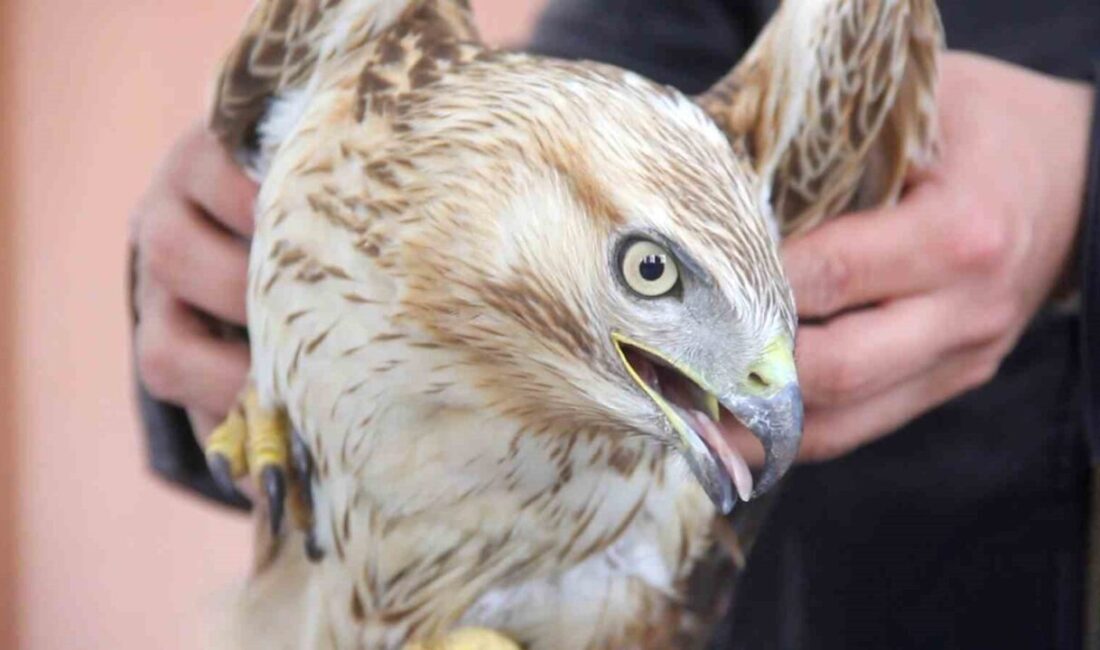 Sivas’ın Zara ilçesinde bitkin halde bulunan kızıl şahin, Doğa Koruma