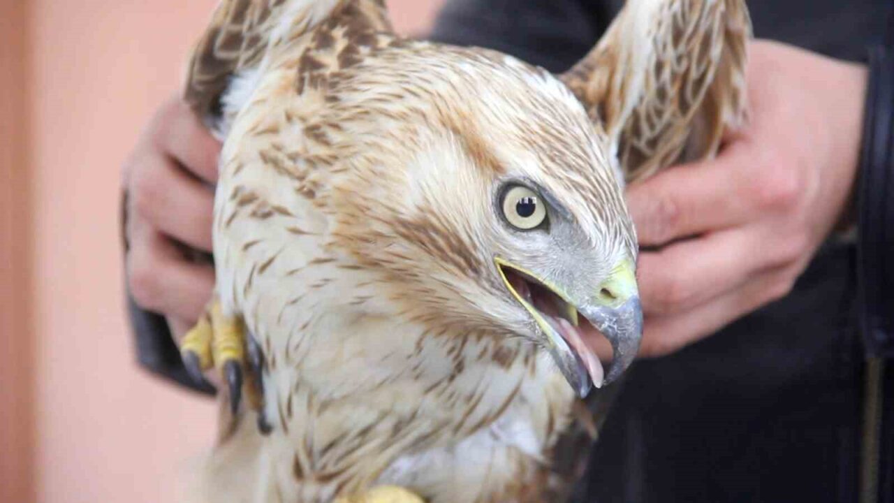Sivas’ın Zara ilçesinde bitkin halde bulunan kızıl şahin, Doğa Koruma