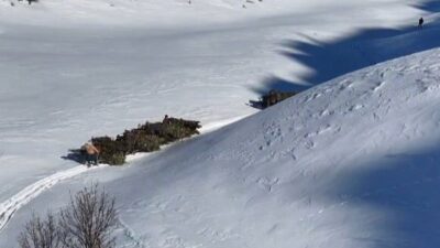 Bitlis’te yazın dağlık alanlarda toplanan yapraklı meşe dalları, kışın karlı