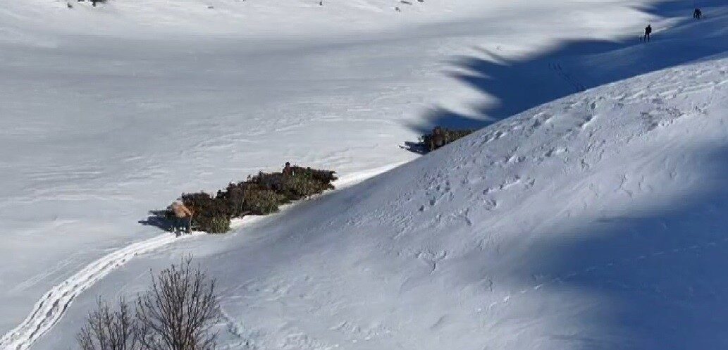 Bitlis’te yazın dağlık alanlarda toplanan yapraklı meşe dalları, kışın karlı