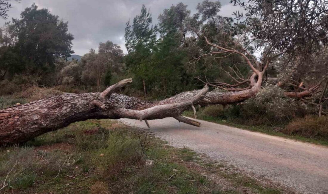 Muğla’nın Bodrum ilçesinde etkili olan fırtına nedeniyle ağaçlar yola devrildi.