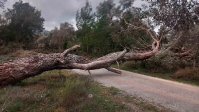 Muğla’nın Bodrum ilçesinde etkili olan fırtına nedeniyle ağaçlar yola devrildi.