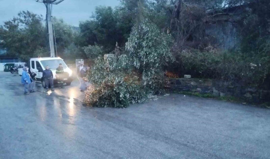 Muğla’nın Bodrum ilçesinde dünden beri etkili olan fırtına nedeniyle ağaçlar