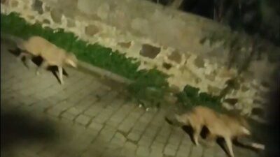 Muğla’nın Bodrum ilçesinde kurt sürüsü görüntülendi. Turgutreis Mahallesi’nde bir teknede