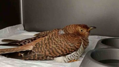 Bolu’da geçen yıl yaralı ya da bitkin halde bulunan 132