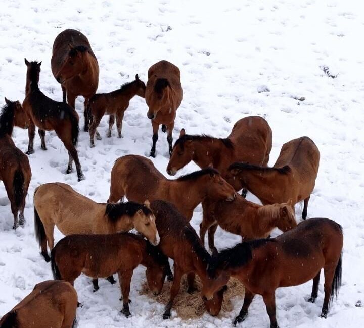 Bolu’da karlı havada yiyecek bulmakta zorlanan yılkı atları şehir merkezine