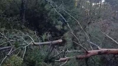 Denizli’nin Buldan ilçesinde etkili olan fırtına nedeniyle devrilen çam ve