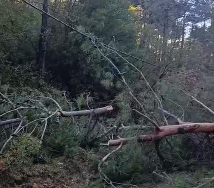 Denizli’nin Buldan ilçesinde etkili olan fırtına nedeniyle devrilen çam ve