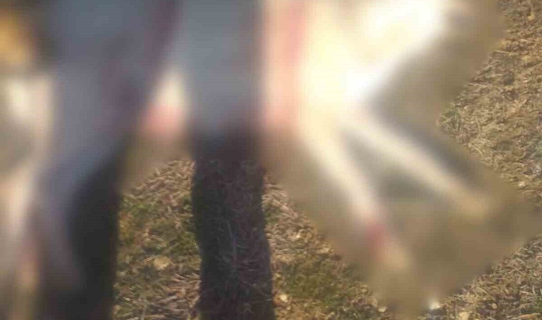 Burdur’un Bucak ilçesinde sosyal medyada yer alan köpeklerin silahla vurularak