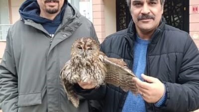 Burhaniye ilçesinde, 3 günden beri yaşanan aşırı soğuklar doğadaki canlıları