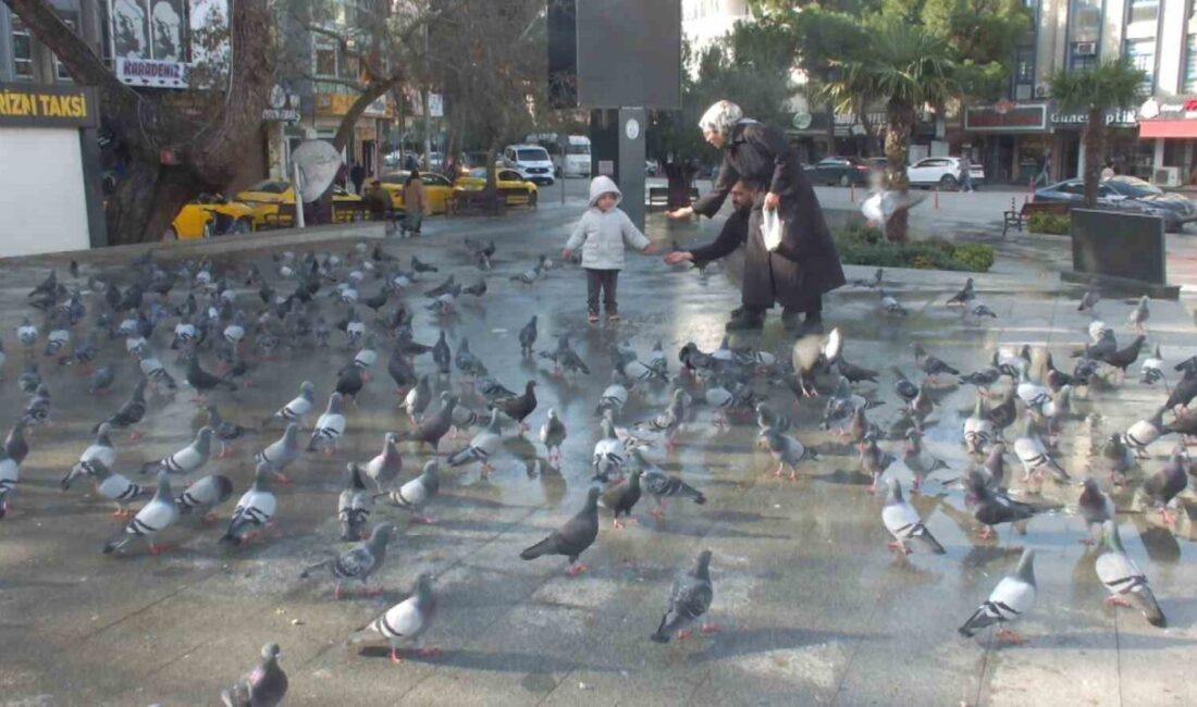 Burhaniye ilçesinde, yaklaşık 11 yıldan bu yana Cumhuriyet Meydanı güvercinlerin