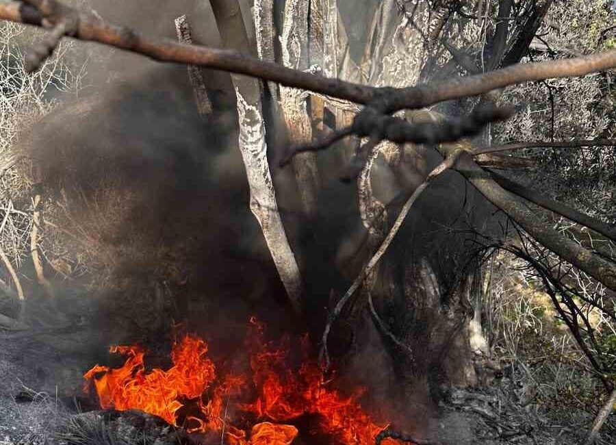 Bursa’nın Mudanya ilçesine bağlı Aydınpınar Kılıçbayır mevkiinde çıkan çalı yangını,