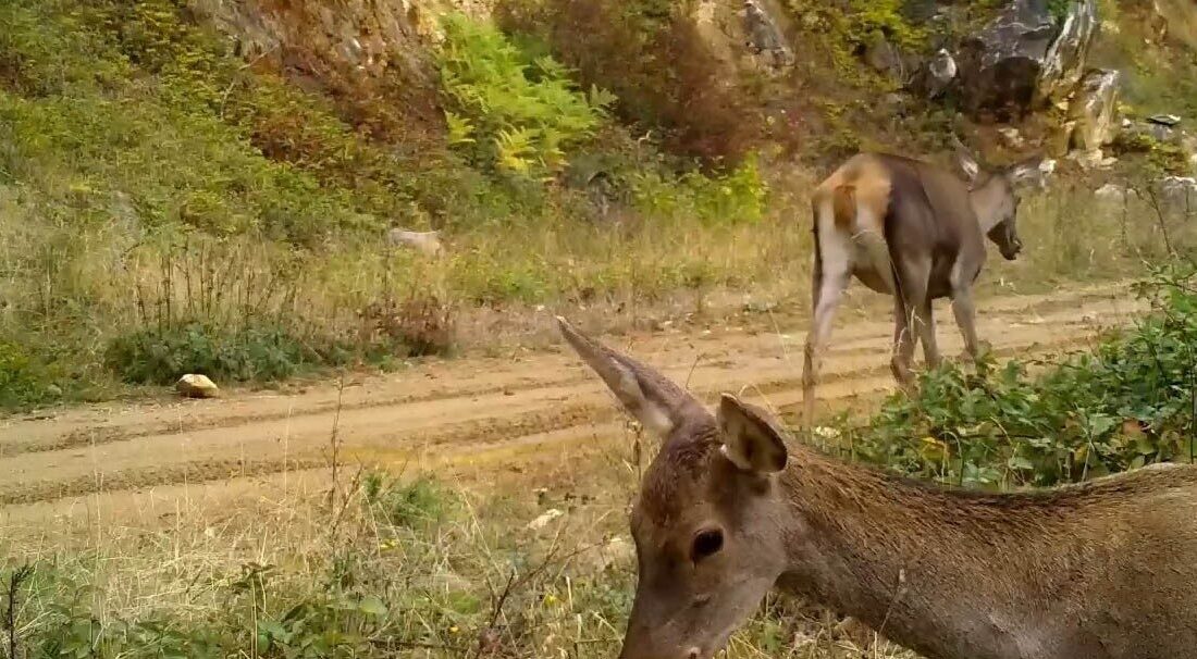 Bursa’da yaban hayatı görüntülemek için Uludağ’ın farklı bölgelerine kurulan fotokapanlar,