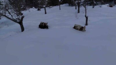 Karabük’ün Safranbolu ilçesinde, etkili olan kar yağışı sonrası ahırdaki büyükbaş