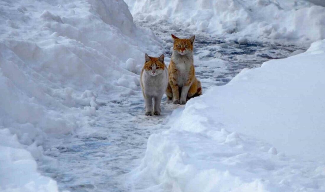 Bölge genelinde havanın parçalı ve çok bulutlu geçeceği, buzlanma ve