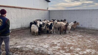 Konya’nın Ilgın ilçesinde çalınan 48 koyun jandarma ekiplerince bulunarak sahibine