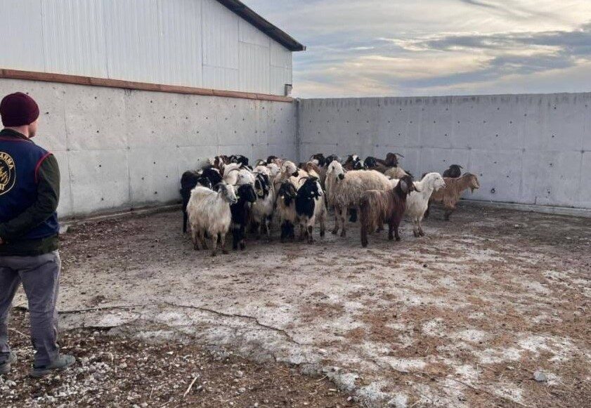 Konya’nın Ilgın ilçesinde çalınan 48 koyun jandarma ekiplerince bulunarak sahibine