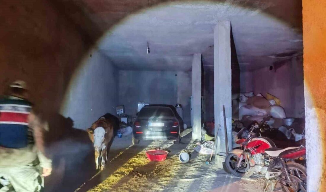 Şanlıurfa’nın Akçakale ilçesinde evinin ahırında çalıntı otomobil saklayan kişi jandarma